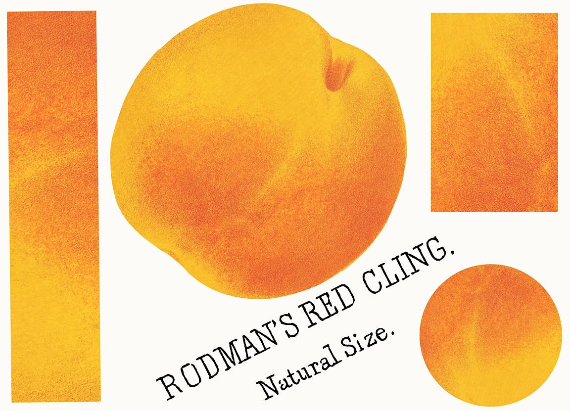 A yellow peach with text that reads "Rodman's red cling."